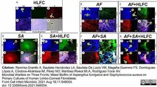READIDROP™ Propidium Iodide gallery image 10