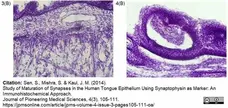 Streptavidin conjugated to HRP gallery image 3