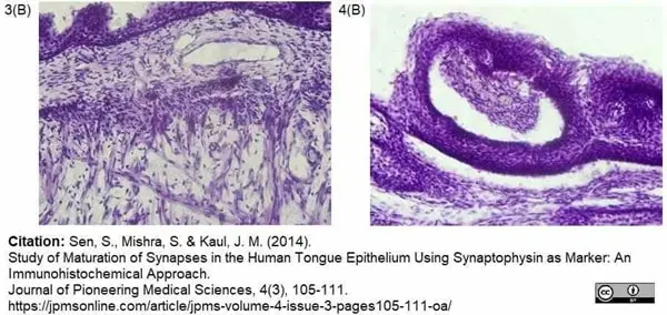 Streptavidin conjugated to HRP gallery image 3