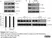 20x Tris Buffered Saline with Tween 20 thumbnail image 2