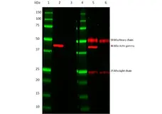 TidyBlot Western Blot Detection Reagent gallery image 1