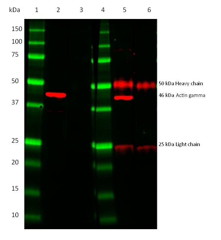 TidyBlot Western Blot Detection Reagent thumbnail image 1