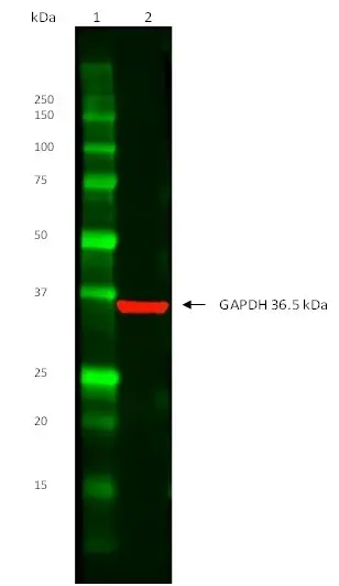 TidyBlot Western Blot Detection Reagent gallery image 2