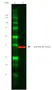 TidyBlot Western Blot Detection Reagent thumbnail image 2