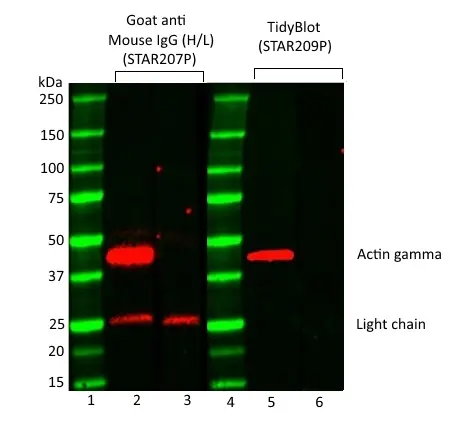TidyBlot Western Blot Detection Reagent gallery image 4