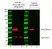 TidyBlot Western Blot Detection Reagent thumbnail image 4
