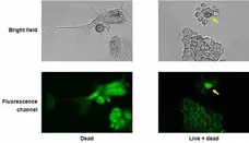 VIVAFIX™ 353/442 Cell Viability Assay gallery image 3