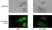 VIVAFIX™ 353/442 Cell Viability Assay thumbnail image 3