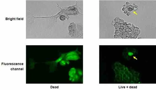 VIVAFIX™ 353/442 Cell Viability Assay gallery image 3