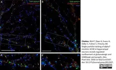 Goat Serum gallery image 1