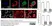 Goat Serum thumbnail image 2